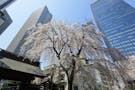 新宿 常圓寺 【桜の名所】春には江戸三木の一つといわれた大枝垂桜が見頃に