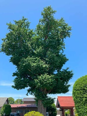 つくばみらい こもれびの杜