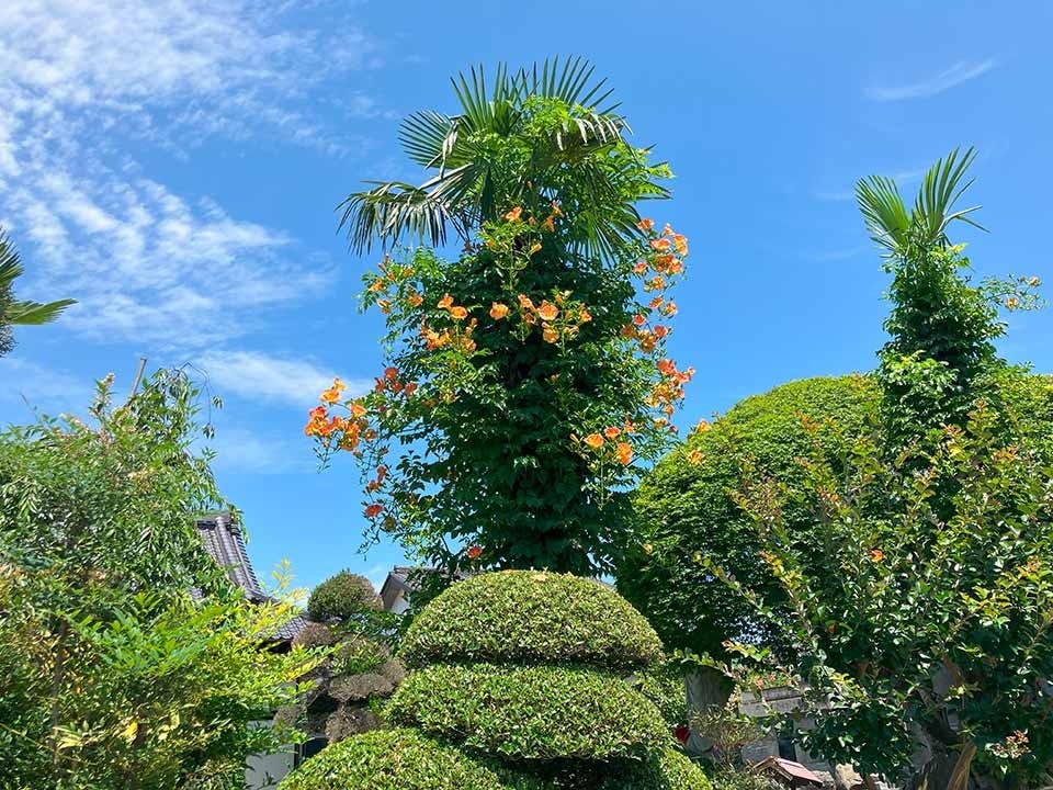 つくばみらい こもれびの杜