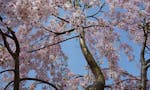 樹木葬「桜雲」