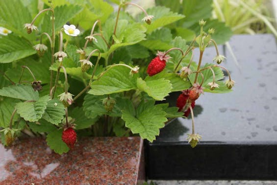 光澤寺 境内樹木葬&本堂納骨堂