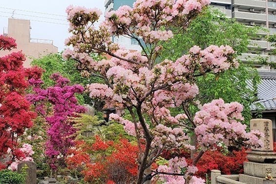 淨國寺 花の樹木葬・永代供養墓