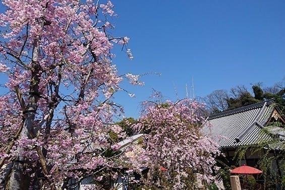 淨國寺 花の樹木葬・永代供養墓