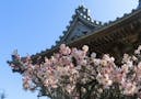 正覺寺 本堂内納骨 境内の桜