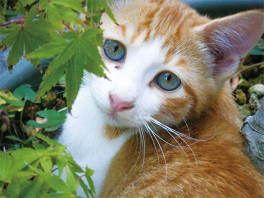 円城寺墓苑 樹木葬 Forest Garden