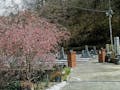 やすらぎ乃霊苑 春には桜が咲き誇り苑内を彩ります