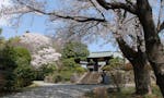 玉泉寺 山門と桜