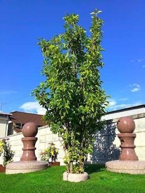 赤堀東たんぽぽ墓苑(一般墓・樹木葬)