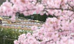 ガーデニング・樹木葬霊園 やいづさくら浄苑 早咲きの美しい桜を楽しむことができます
