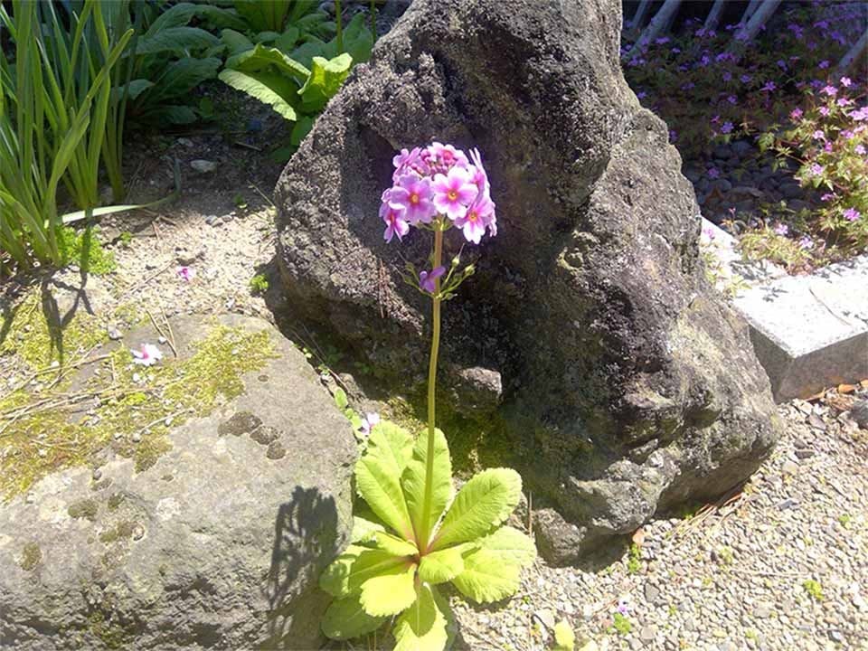 高林寺墓苑 樹木葬