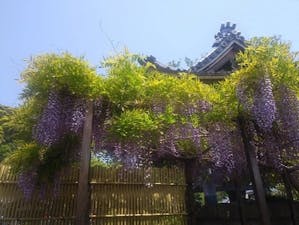 鎌倉樹木葬墓地・安穏廟の画像