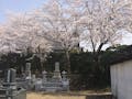 上越の樹木葬墓苑 はなみずき 春の風景