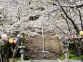 宇部護国神社納骨堂 境内の桜