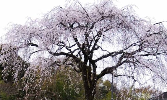 プレミアム愛川の里樹木葬墓地