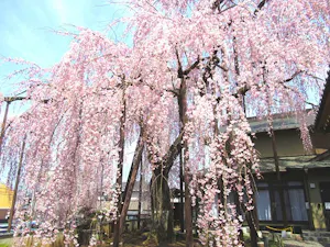高楽寺(狭間町)の霊園