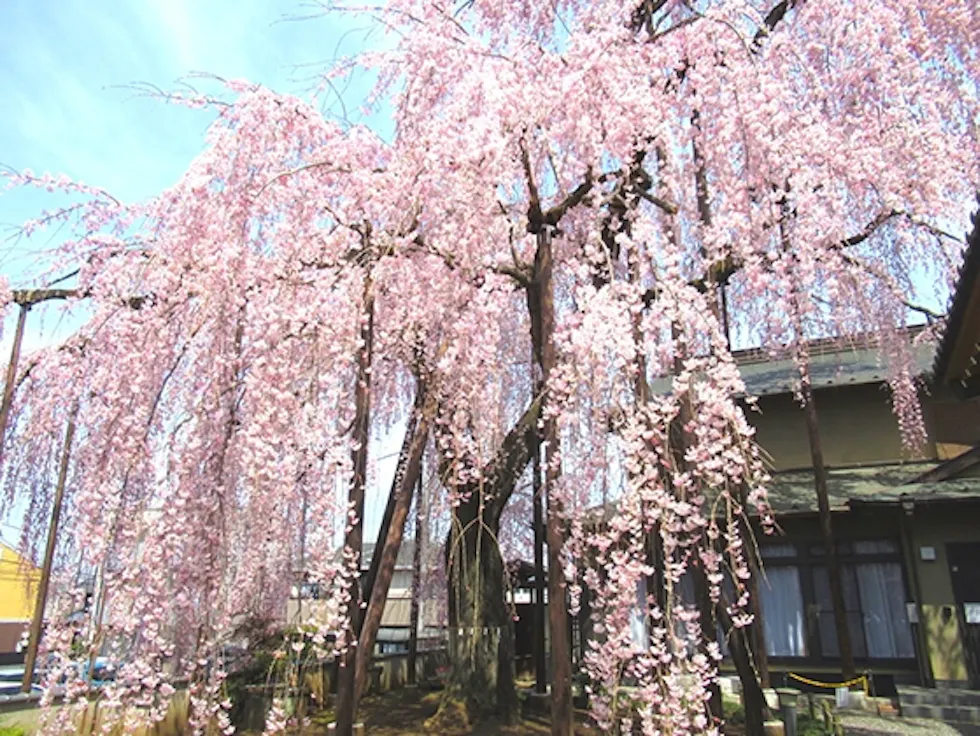 高楽寺(八王子市)の樹木葬