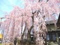 高楽寺 樹齢200年の紅枝垂桜「桜姫」