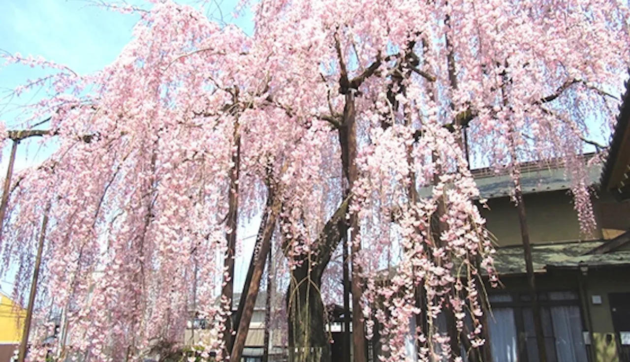 高楽寺(八王子市)の樹木葬