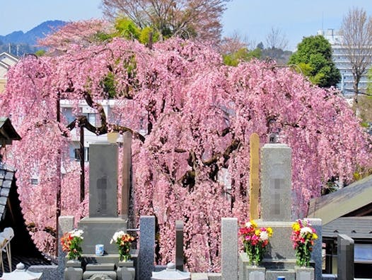 高楽寺