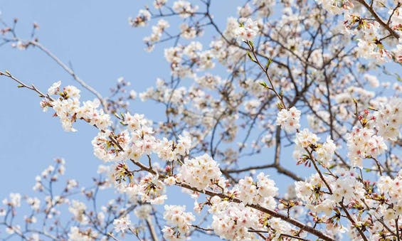 小田原樹木葬てらす