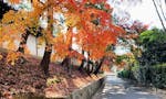 東福寺塔頭「正覚庵」 紅葉が美しい秋の参道