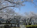 清浄寺霊苑 桜並木を望む良い景色です