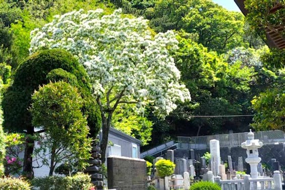 湘南江ノ島安らぎ霊園 湘南江ノ島樹木葬プラチナヒルズ