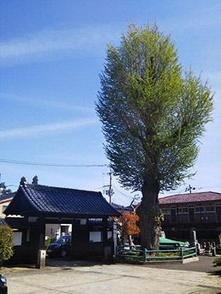 青葉柏木 称覚寺墓地