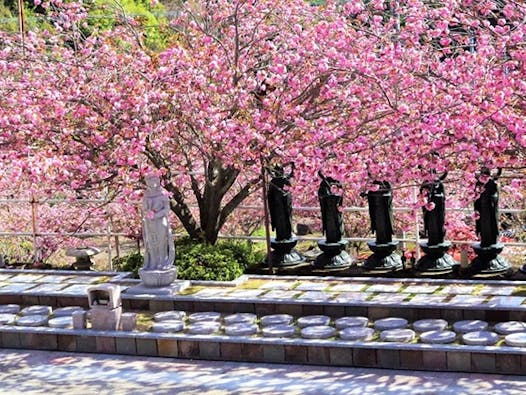 一心寺 樹木葬「夢さくら」