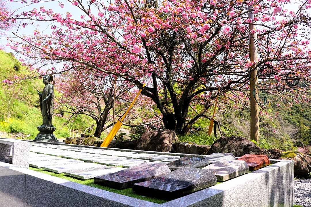 一心寺 樹木葬「夢さくら」