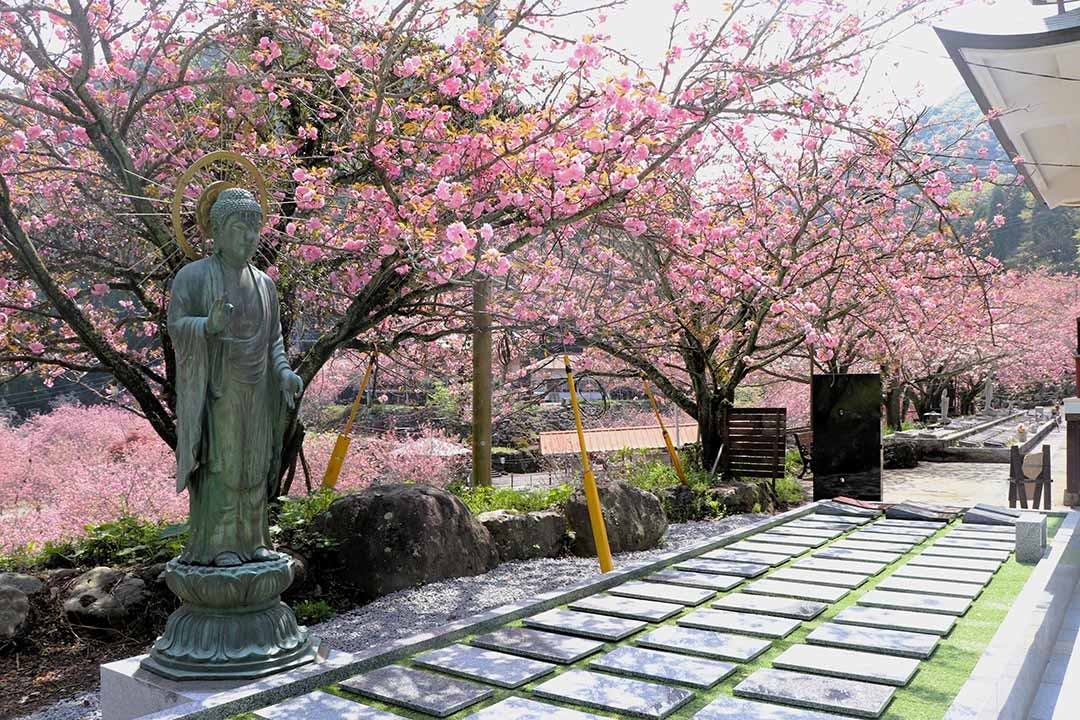 一心寺 樹木葬「夢さくら」