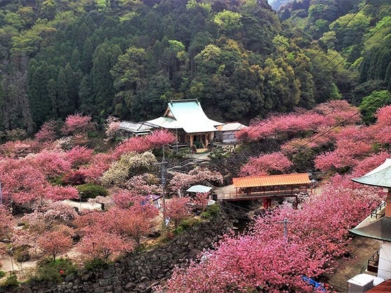 一心寺 大分 ストア ペット