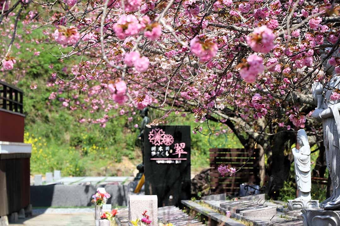 一心寺 樹木葬「夢さくら」