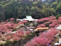 一心寺 樹木葬「夢さくら」 2万坪もの広大な境内。毎年桜まつりも開催されています。
