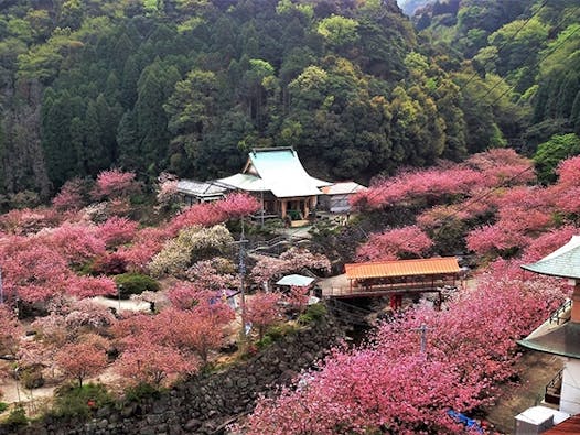 一心寺 樹木葬「夢さくら」