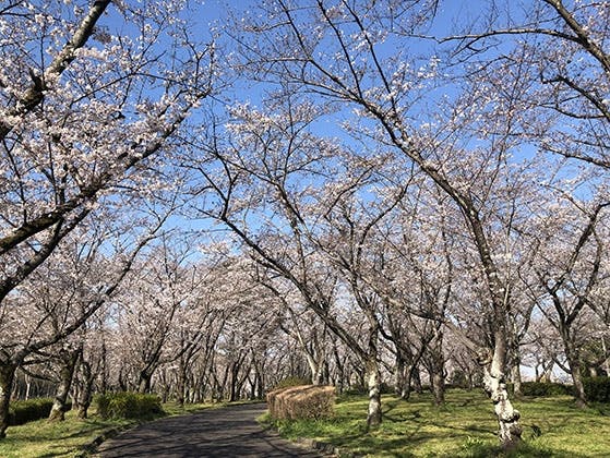 平和公園 養念寺
