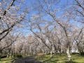 平和公園 養念寺 春は満開の桜を楽しめます