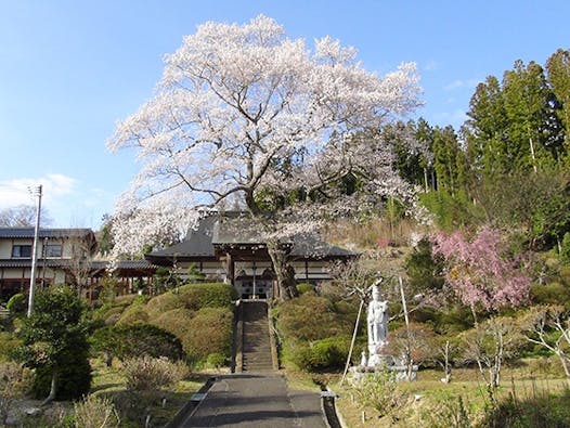 浄光寺「やすらぎ浄桜墓」 永代供養墓 樹木葬