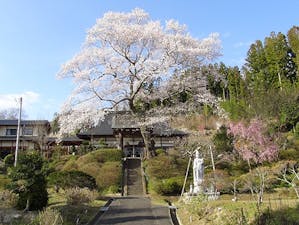 浄光寺「やすらぎ浄桜墓」 永代供養墓 樹木葬の画像