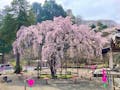 八王子高尾「光とガラスの花壇墓地」花ごころ 春には、満開に咲いた樹齢350年の‟しだれ桜“が見られます。
