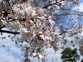 八王子高尾「光とガラスの花壇墓地」花ごころ しだれ桜の他にも園内にはたくさんの桜が咲き誇っています。