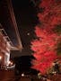 八王子高尾「光とガラスの花壇墓地」花ごころ 「まるで京都みたい。」真紅に染まった圧巻の“秋の紅葉ライトアップ”
