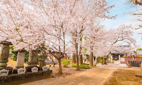 放光寺 永代供養墓・樹木葬