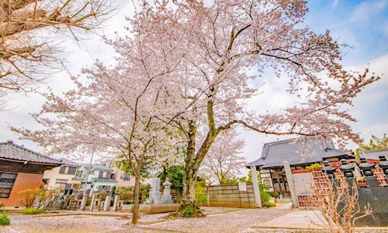 放光寺 永代供養墓・樹木葬