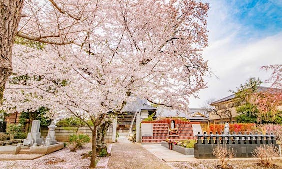 放光寺 永代供養墓・樹木葬