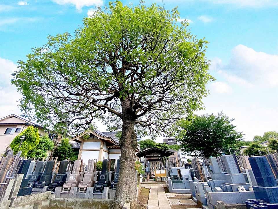 杉並 下高井戸駅近樹木葬「蛍」