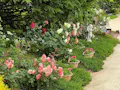バラの里 おぎの聖地公園 園内風景