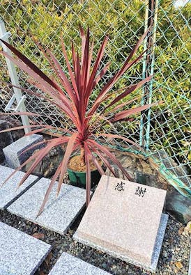天真寺 個別永代供養・樹木葬