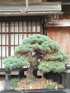 品川永代供養樹木葬「欅（けやき）の杜」