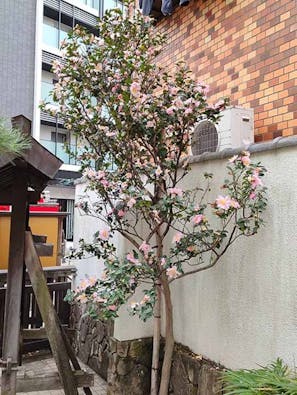 品川永代供養樹木葬「欅(けやき)の杜」